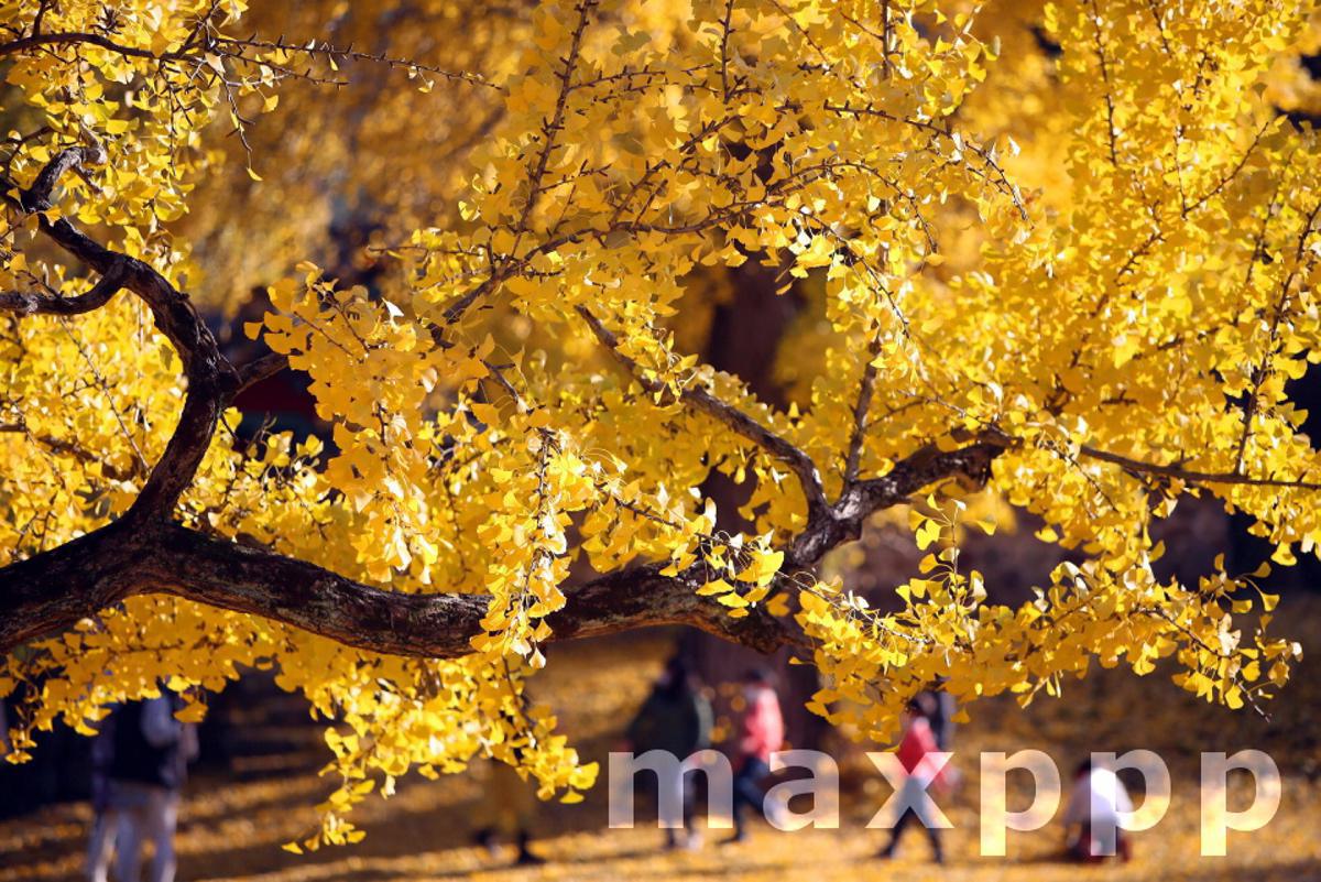 Ginkgo tree turns yellow