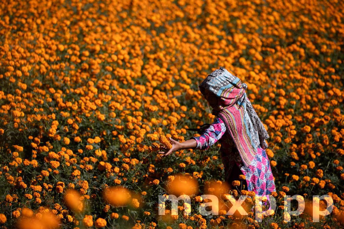 Marigold Harvest for Tihar Festival in Kathmandu, Nepal