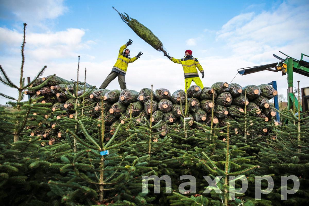 600 hectares de sapins