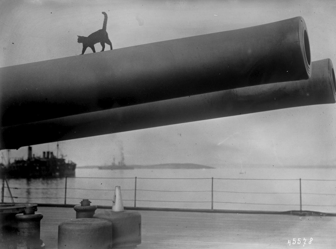 Chat mascotte du Queen Elizabeth, 1915
