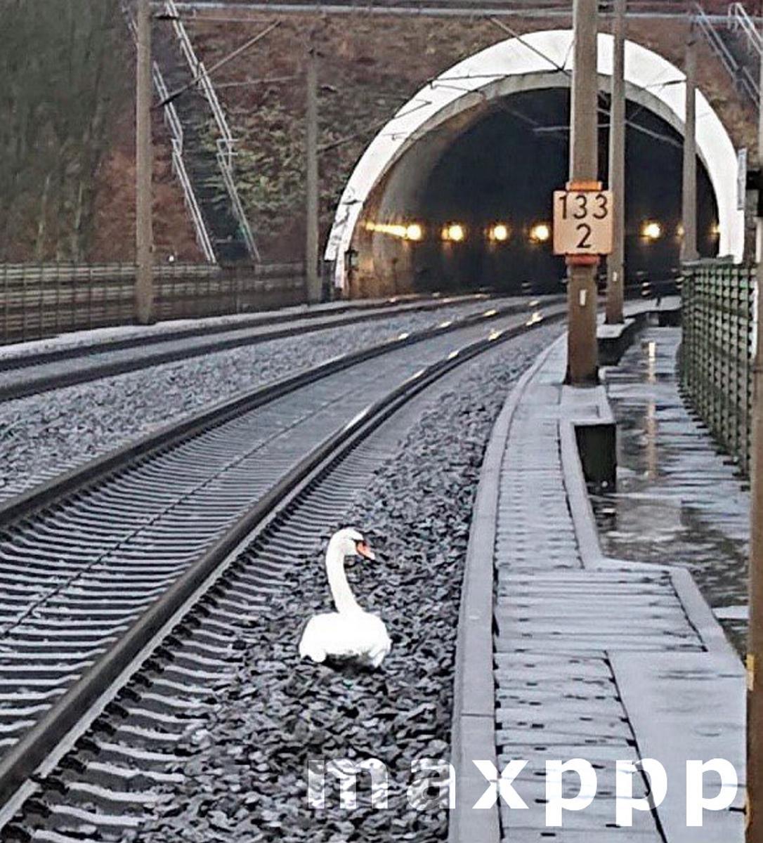 Swan blocks ICE route in Hesse