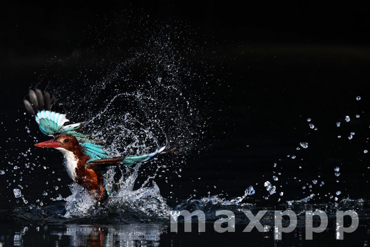 kingfisher