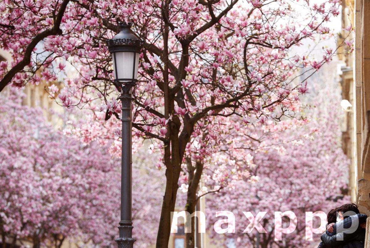 Magnolia trees in bloom