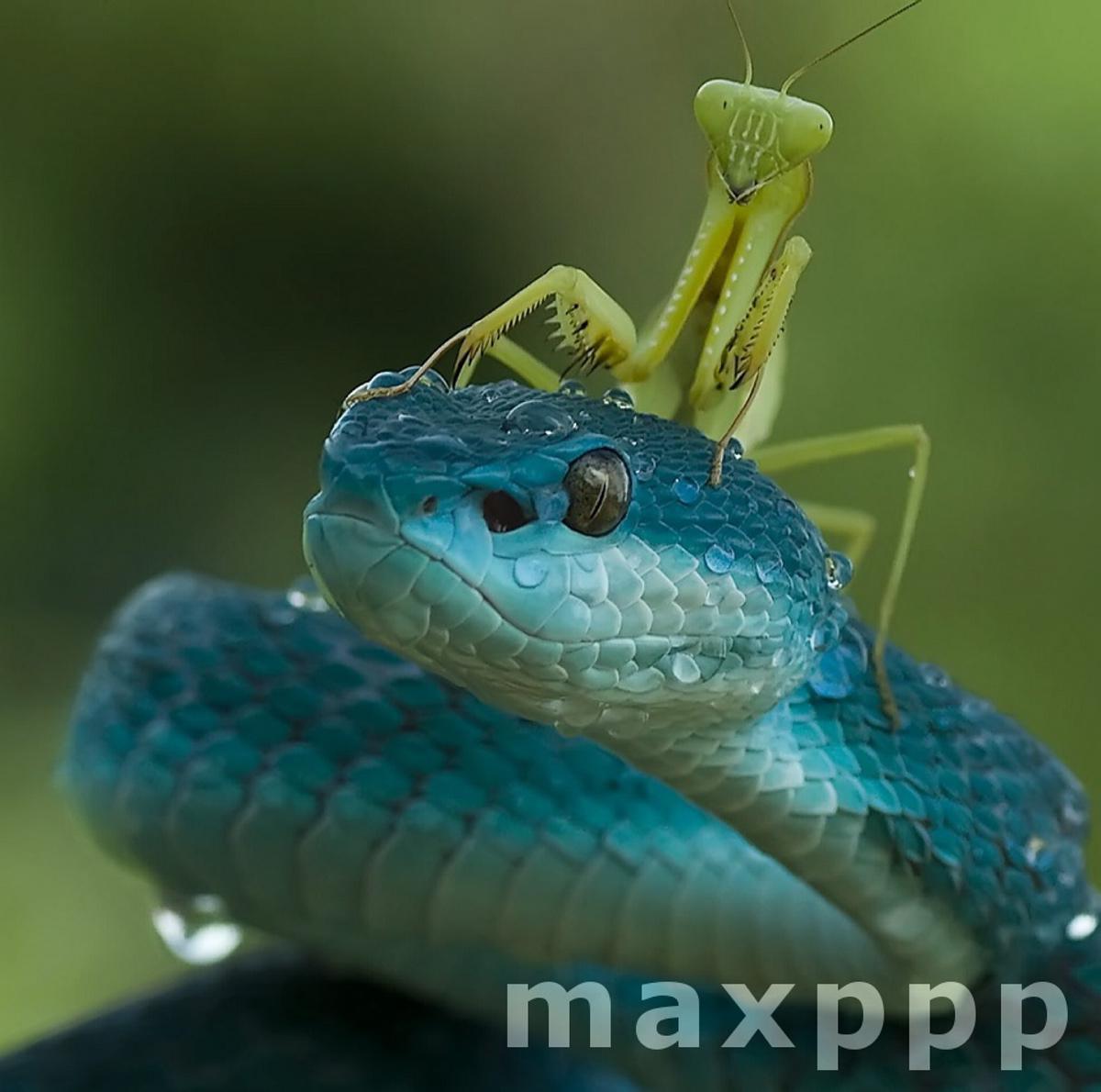Vipère bleue et mante religieuse