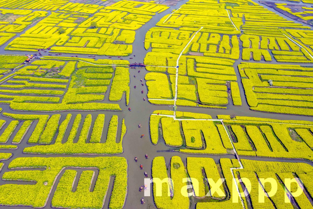 The rape flowers are in full bloom in spring in Taizhou,Jiangsu,China on 28th March, 2021