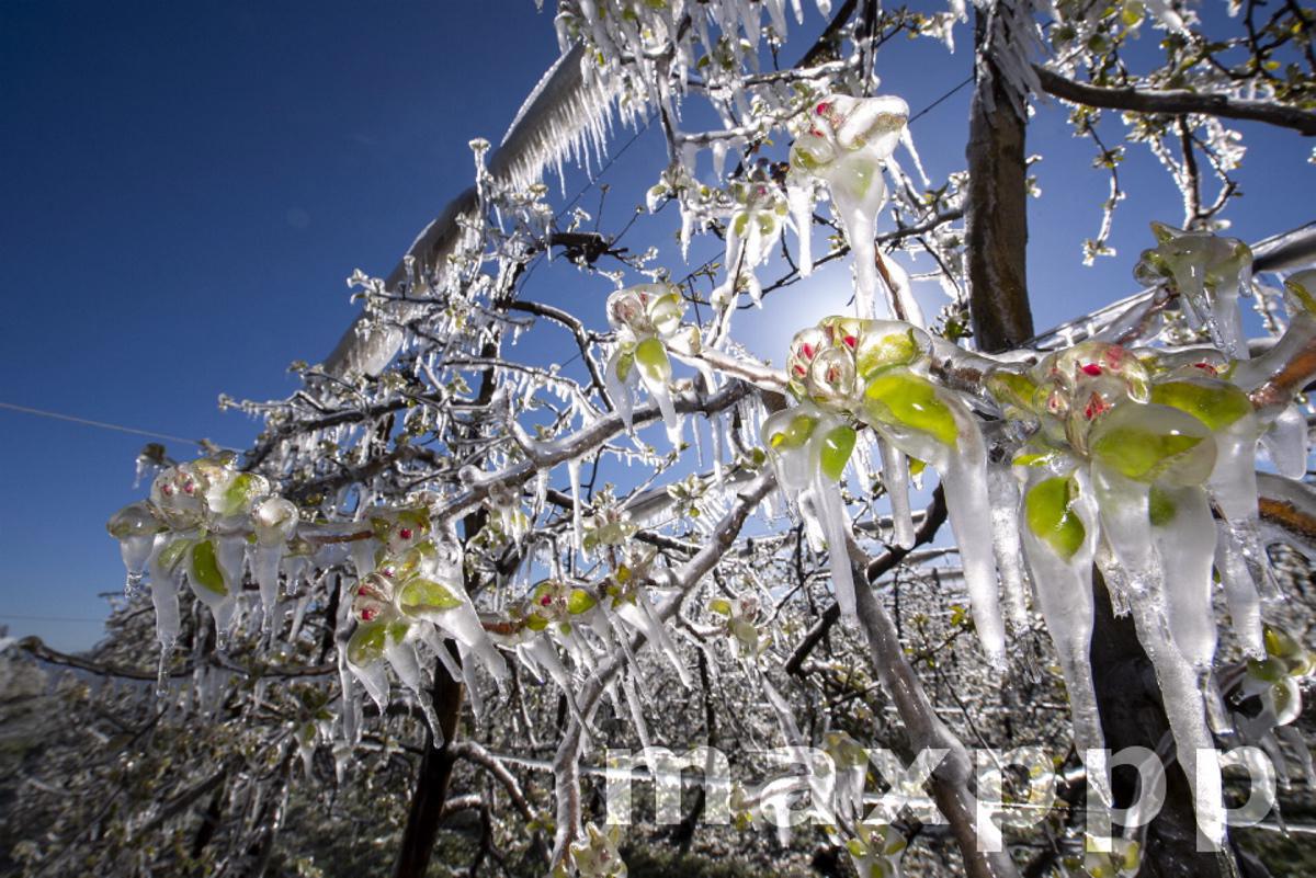 Fruit trees covered with a layer of ice
