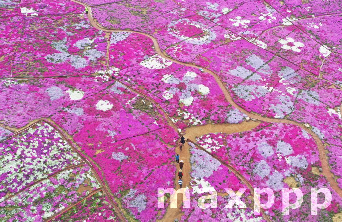 Pink flowers