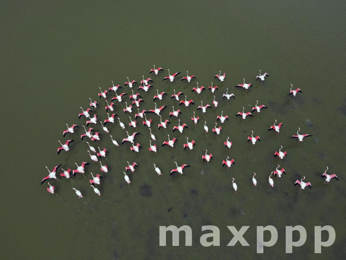 Flamingos