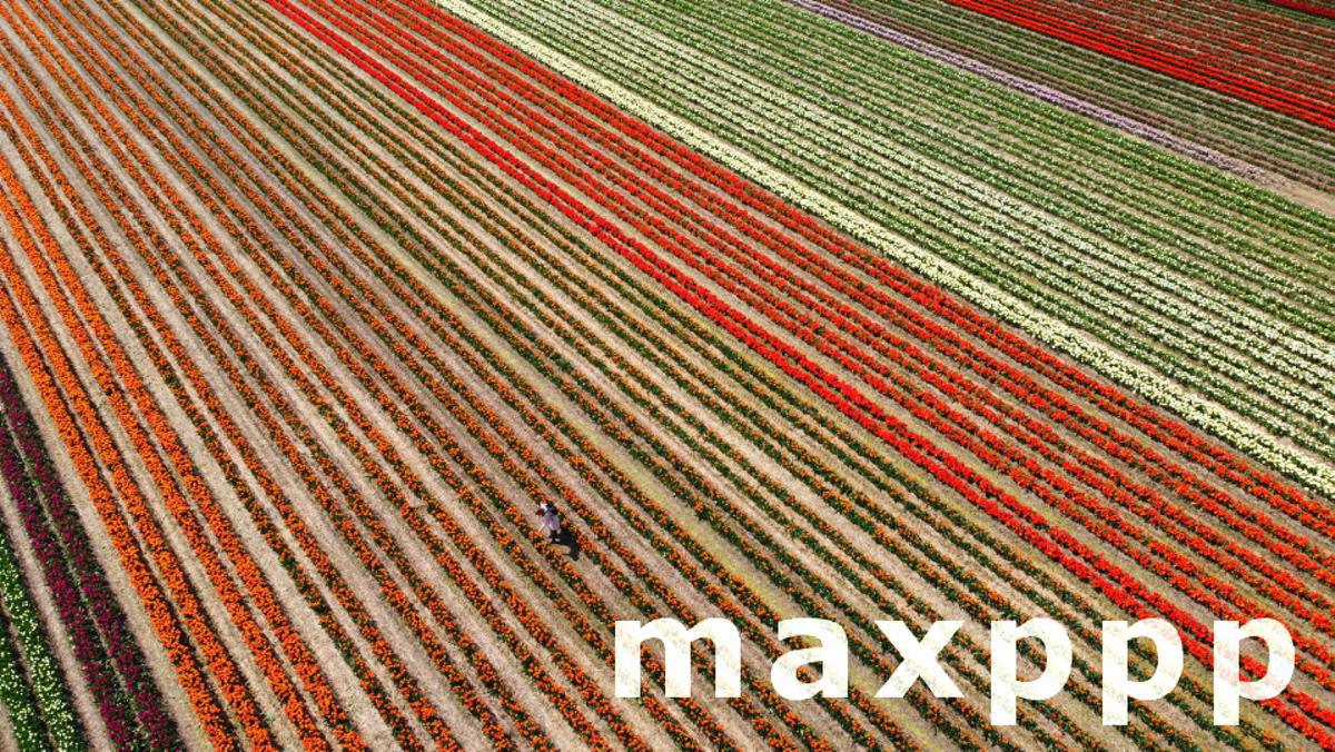 Tulips in bloom at the Paulushof near Grevenbroich