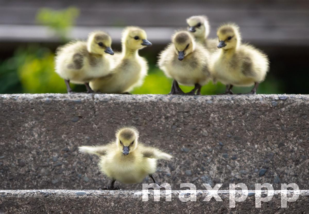 geese goslings