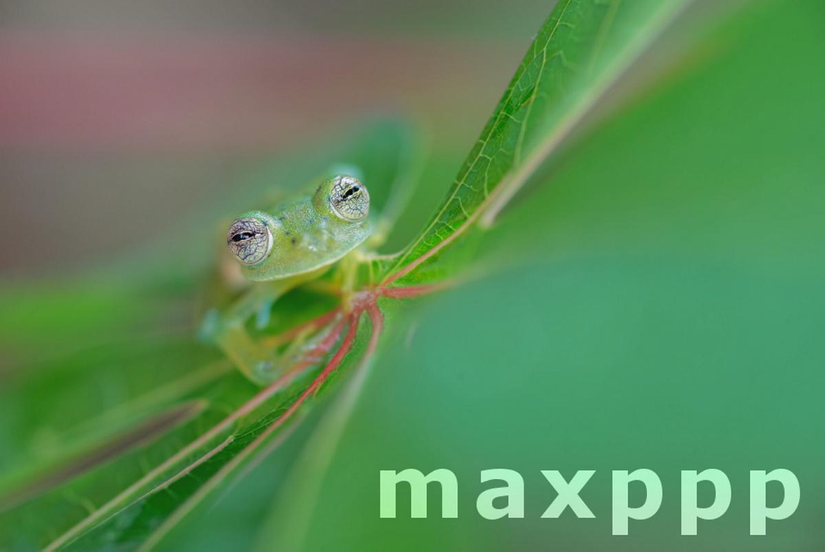 The Eyes of the Glass Frog WildArt Photographer of the Year