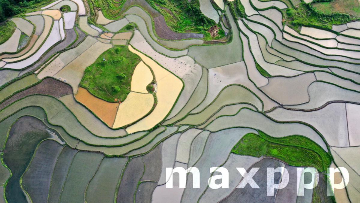 Terraced Fields In Guizhou