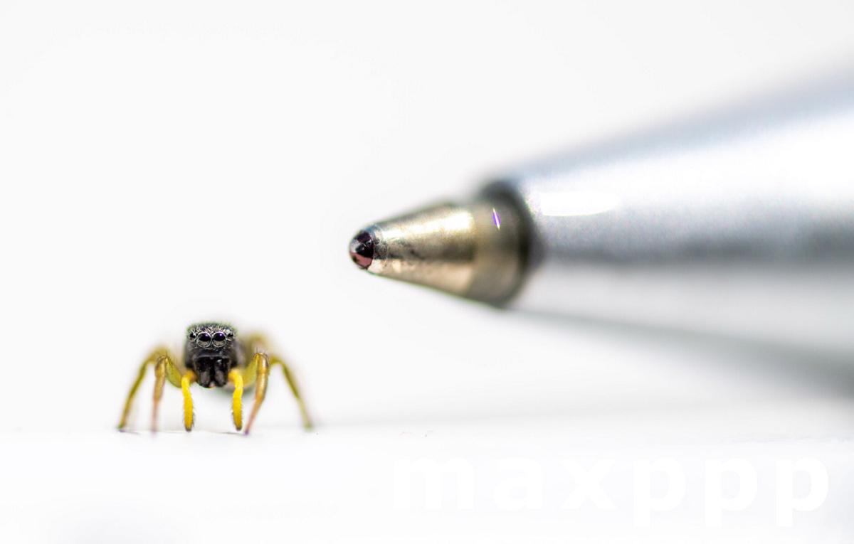 Jumping spider on the windowsill
