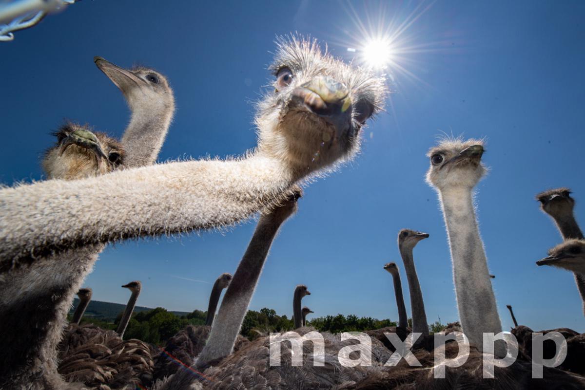 Ostrich farm in Hesse