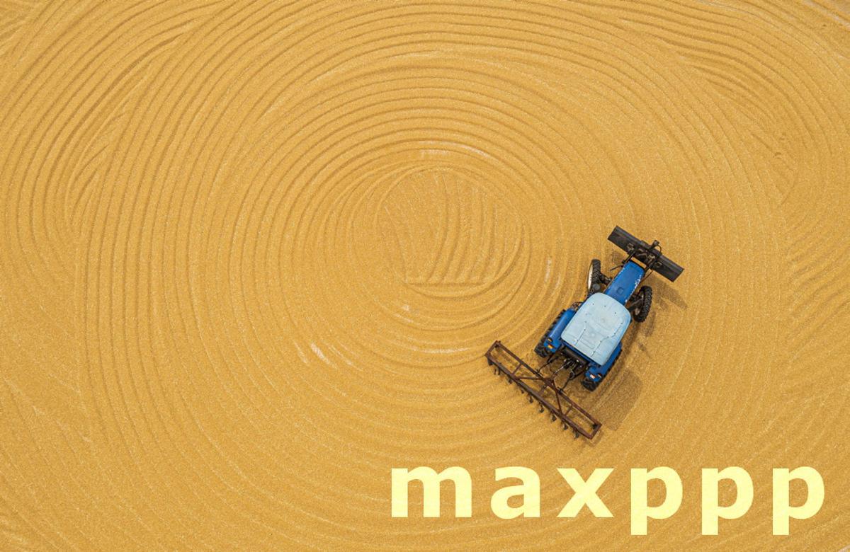 The large agricultural machinery is harvesting the wheat field in Suqian