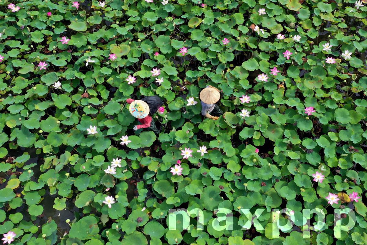 Lotus season in Vietnam