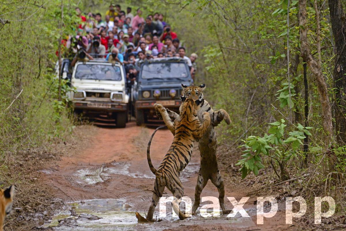 Tigres du bengal et touristes