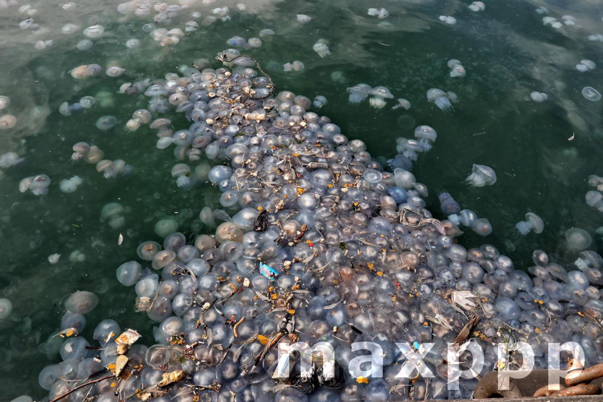 Jellyfish swarm sea waters of Odesa port
