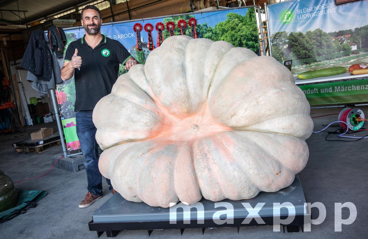 European championship in pumpkin weighing