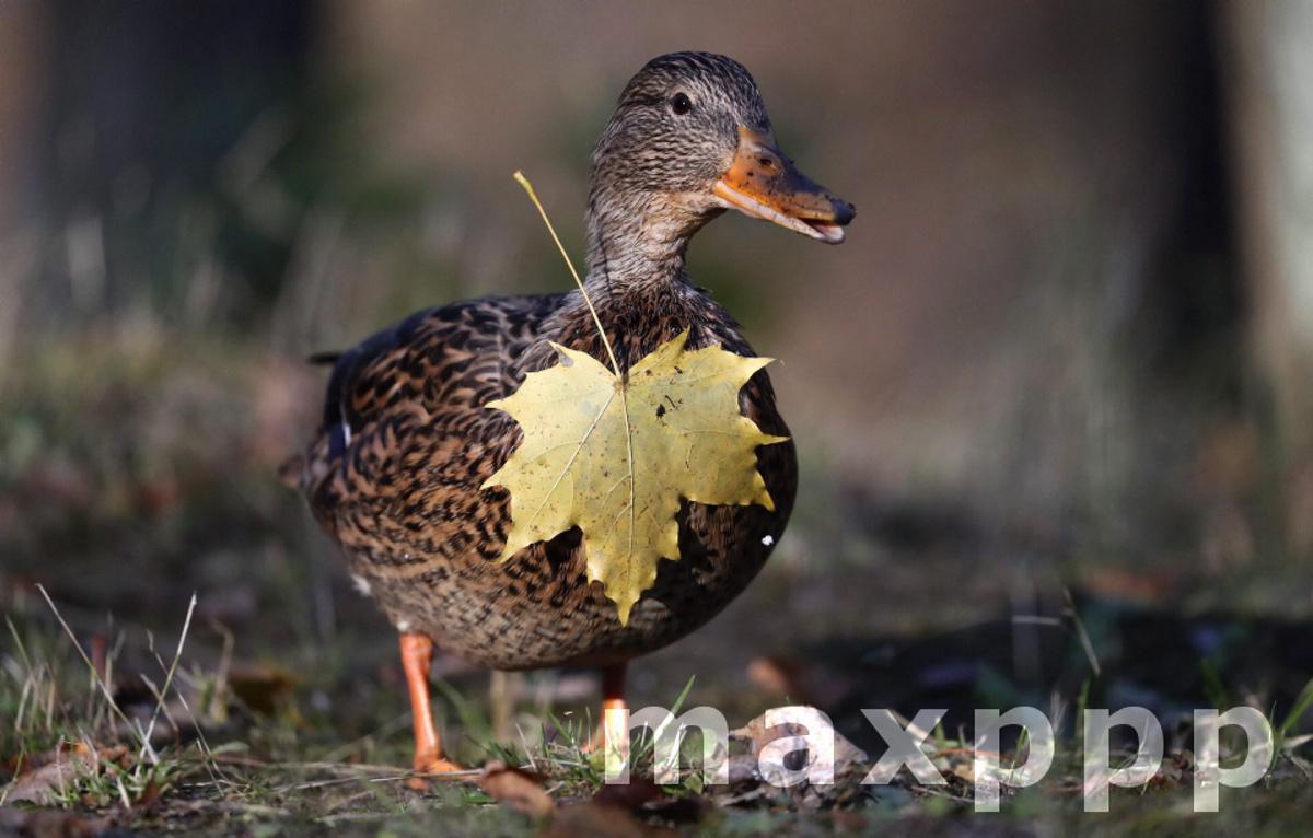 Golden autumn in Moscow
