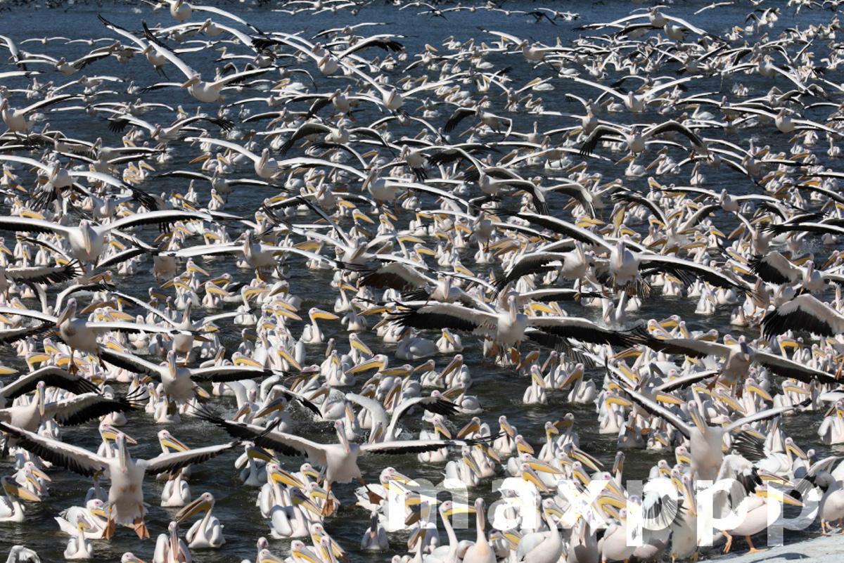 Great white pelicans