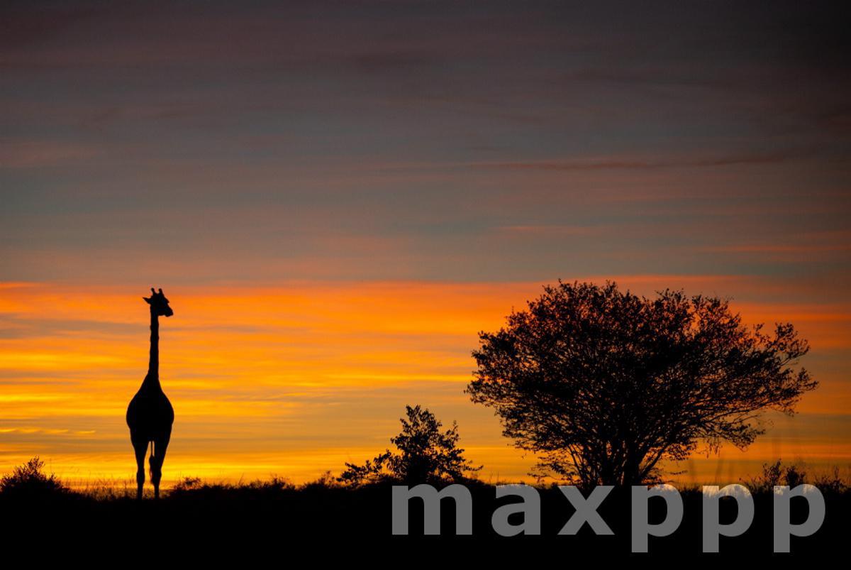 Kenya : silhouettes au lever du soleil