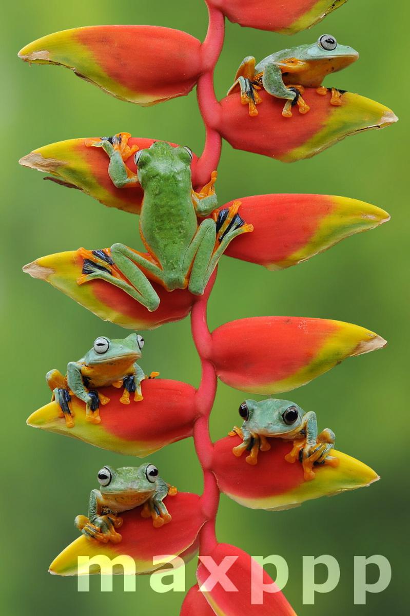 Frogs