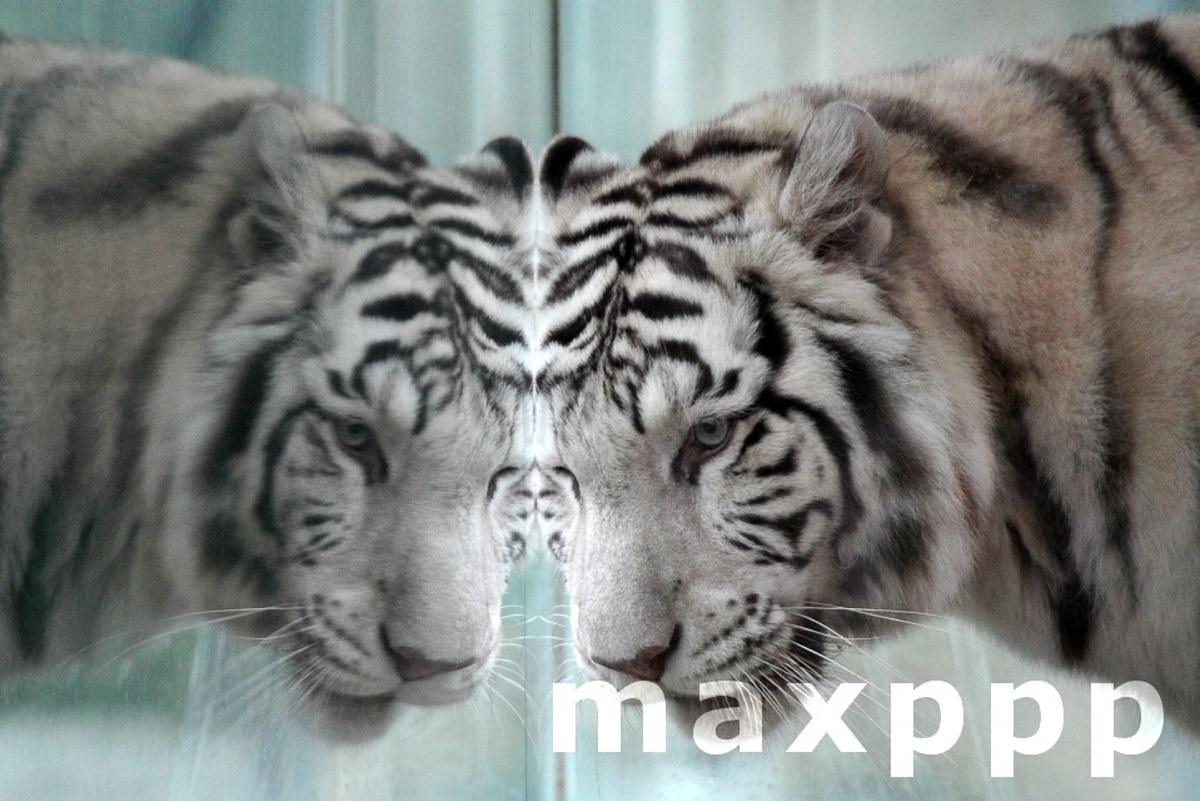 White Tiger Reflected In Glass In Czech Republic