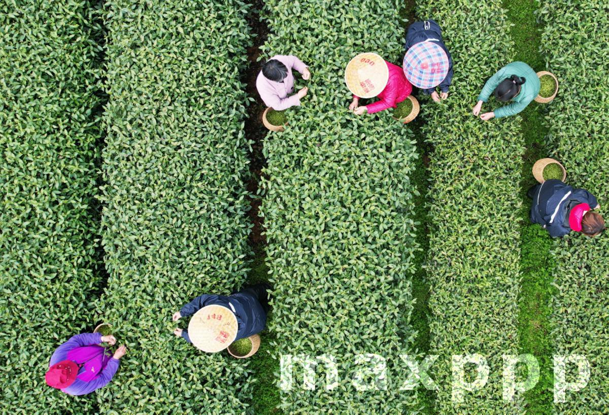 Hangzhou: West Lake Longjing Mingqian tea ushered in the peak of picking