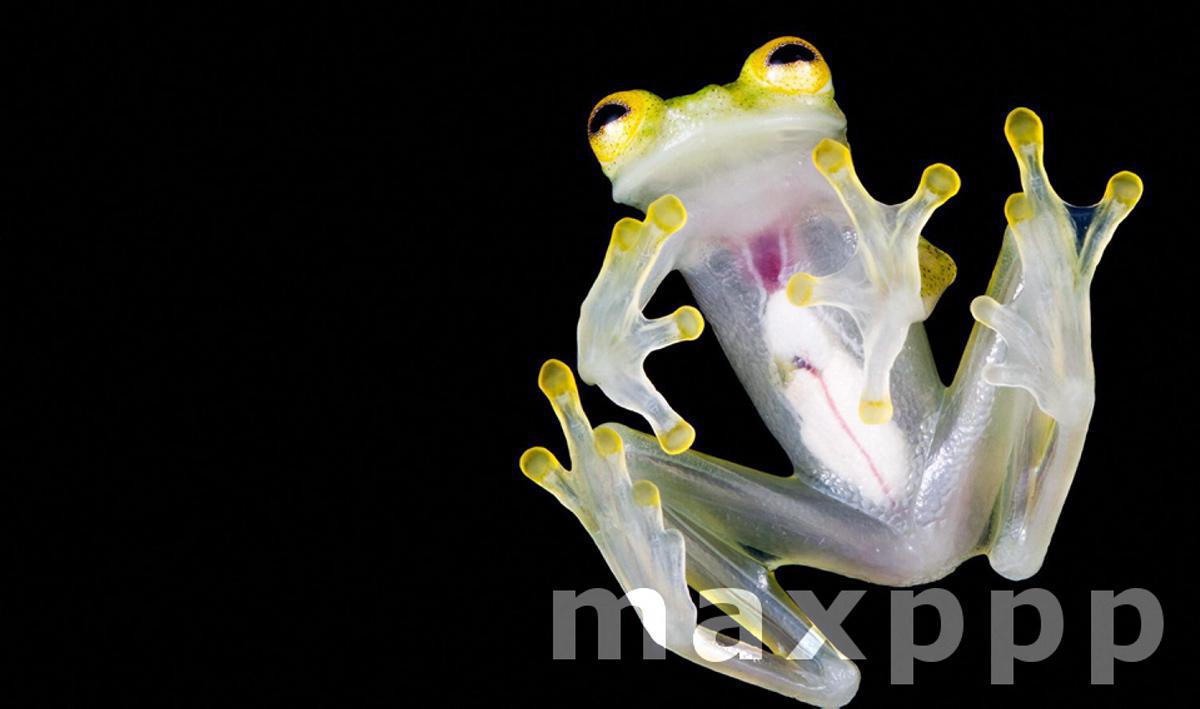 Two new species of glass frogs discovered in Ecuador