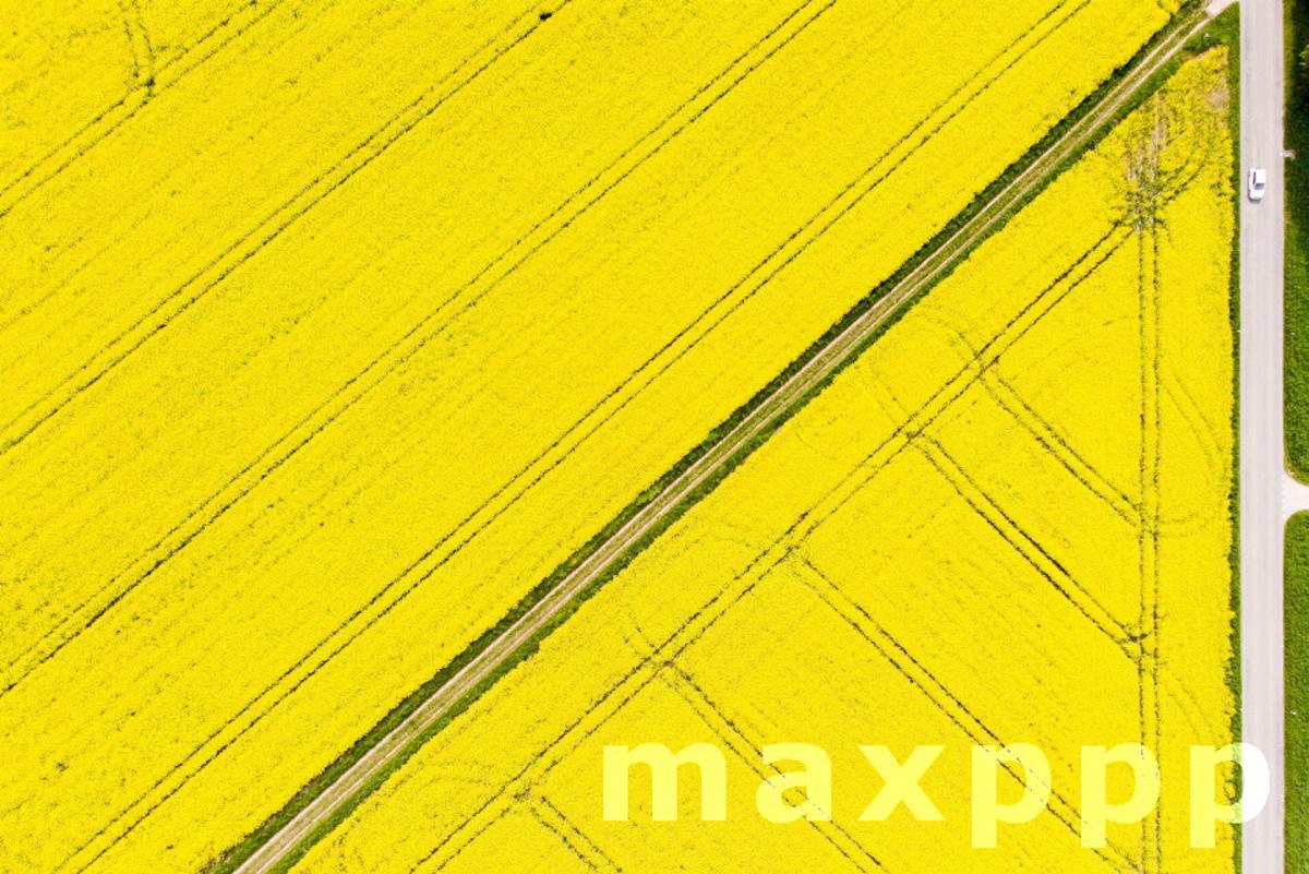 Rapeseed fields