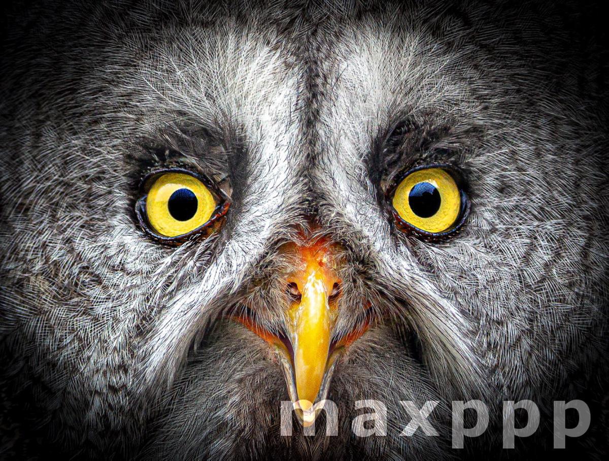 rescued British raptors