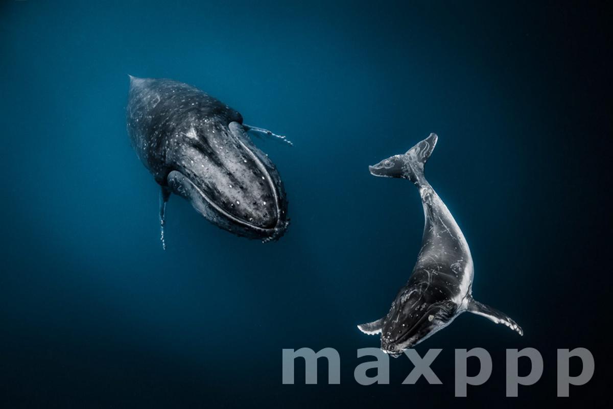 The mother and calf humpback swim together