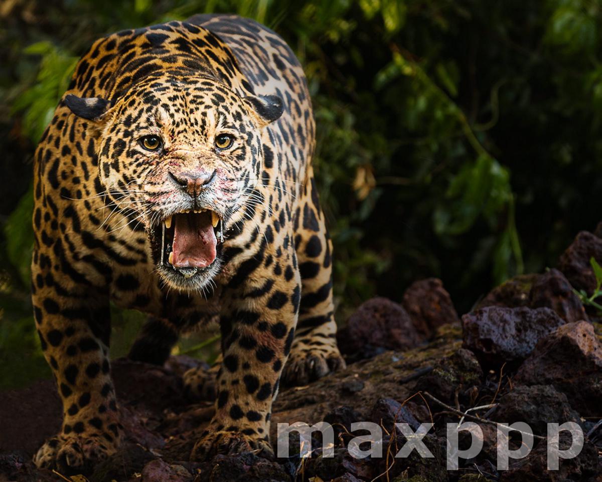 The angry jaguar