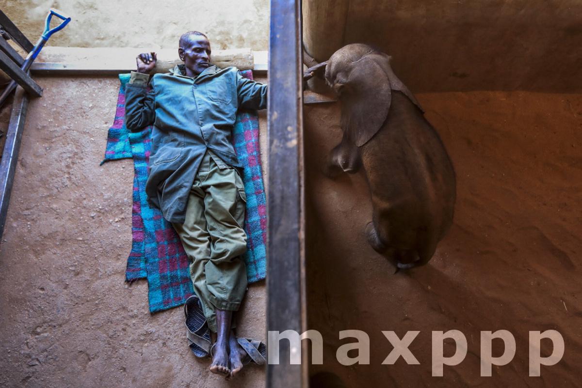 Drought in Kenya affects wildlife