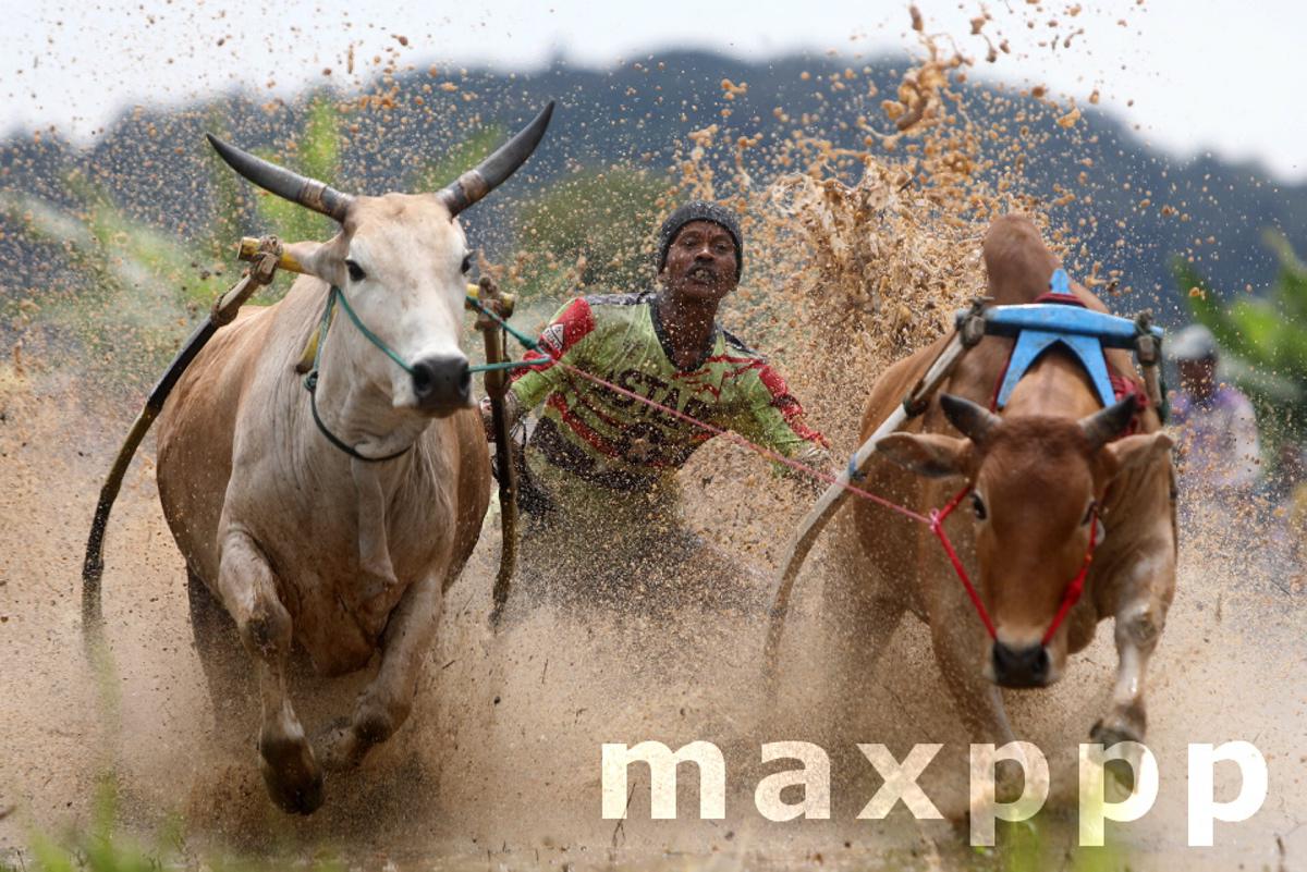 Traditional Pacu Jawi cow race takes place in rural Sumatra