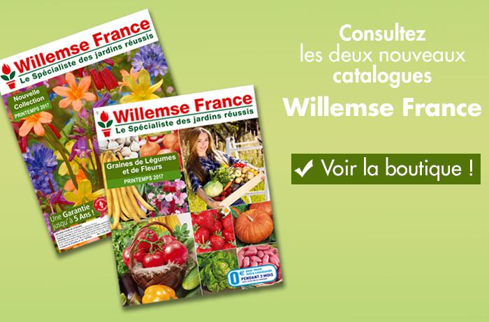 Nouveautés bulbes à fleurs  Achat, Vente en ligne - Willemse