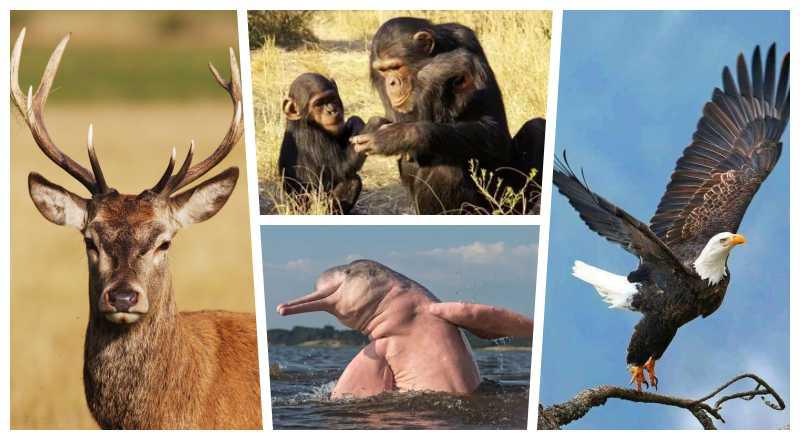 Revelations of the Divine Messengers about the Kingdoms of Nature - Part 3: Animal Kingdom