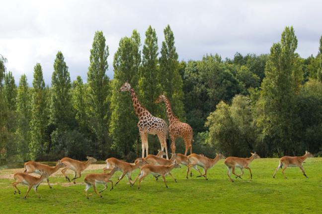 Les animaux du ZooSafari de Thoiry s’invitent sur vos téléphones pendant le confinement