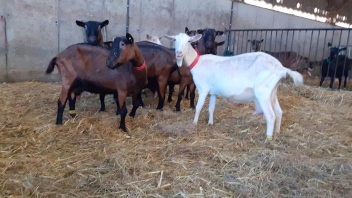 Le ministre de l’Agriculture en visite à la chèvrerie d’Élise près de Pacy-sur-Eure ce vendredi