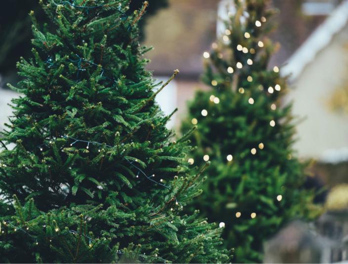 Le Havre recycle les sapins de Noël : 37 points de collecte mis en place dans toute la ville 