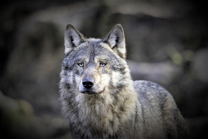 Le retour du loup dans l'Eure ? Une certitude plus qu'une hypothèse à en croire les premiers indices