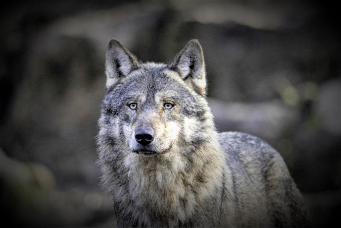 Le retour du loup dans l'Eure ? Une certitude plus qu'une hypothèse à en croire les premiers indices Le retour du loup dans l'Eure ? Une certitude plus qu'une hypothèse à en croire les premiers indices