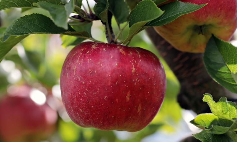 La pomme en fête au château de Martainville, en Seine-Maritime, le 25 septembre 