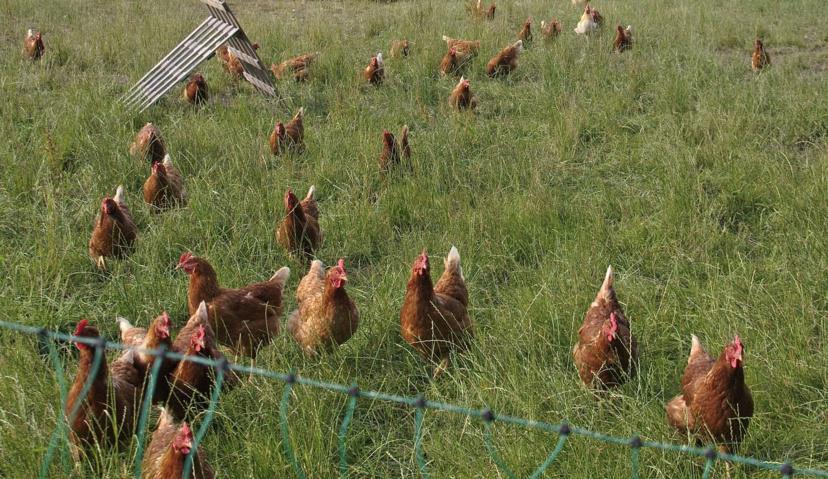 4 500 poulets dans la nature après un accident de poids lourd sur l’A13 dans l’Eure 