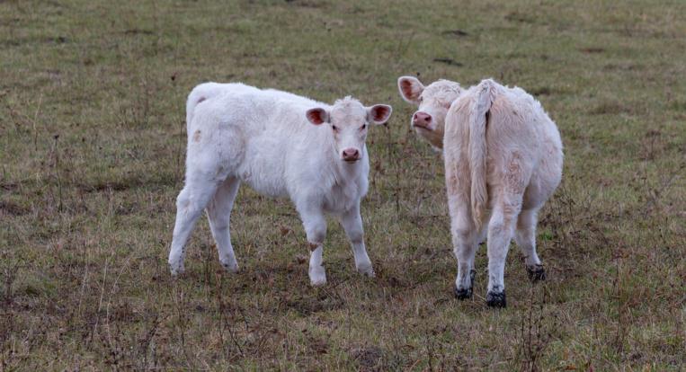 Seine-Maritime. Deux veaux bloqués dans un herbage inondé secourus à Sommery