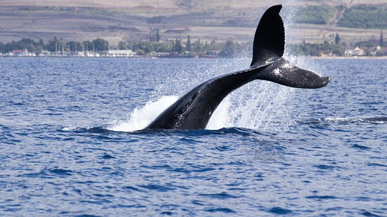 Baleine à bosse aperçue en Seine : le dispositif de recherches suspendu, annonce la préfecture