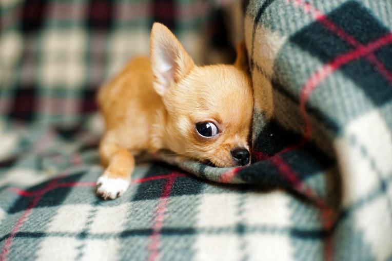 À Rouen, trois chihuahuas enfermés sans eau ni nourriture dans une voiture : leur maître en garde à vue 