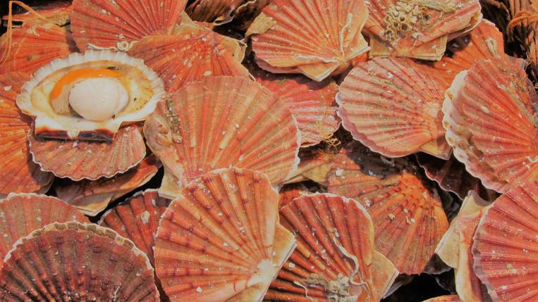 Un navire britannique épinglé pour pêche illégale de coquilles Saint-Jacques au large du Havre Un navire britannique épinglé pour pêche illégale de coquilles Saint-Jacques au large du Havre