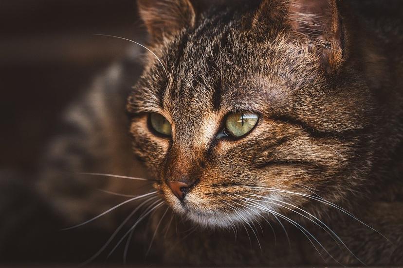 Saint-Nicolas-de-Bliquetuit : un chat tombé dans un puits mobilise une équipe spécialisée des sapeurs-pompiers 